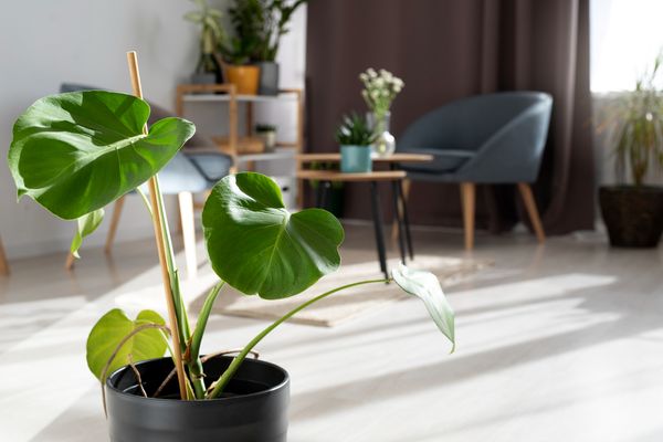שפץ את שטח המשרד שלך עם צמחים מלאכותיים למגע טבעי